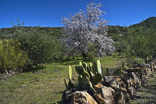 3 feb 2021 Fioritura mandorli